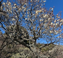 立派な梅